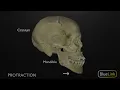 Protrusion and Retraction of the Mandible