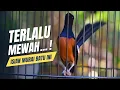 Download Lagu MURAI BATU GACOR FULL ISIAN TEMBAKAN TEPUS KEPALA ABU CILILIN CIGUN KENARI KORLAP KAPAS TEMBAK