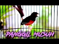 Download Lagu ✅PANGGIL LAWAN -  Pancingan Murai Batu Gacor EFECTIF ATASI MURAI MALAS BUNYI JADI BUKA SUARA #02