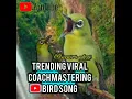 Download Lagu masteran trending viral part pleci nembak sejalur