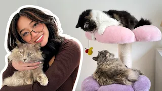 Our cat was lonely so we adopted another cat His Reaction