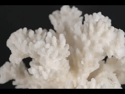 奄美大島産 白珊瑚 242g｜天然石 通販 キラリ石