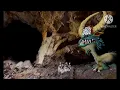 All versions of When suddenly the animator suffered a fatal heart attack