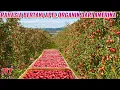Download Lagu Rahasia Pertanian Modern Buah Apel Organik di Amerika