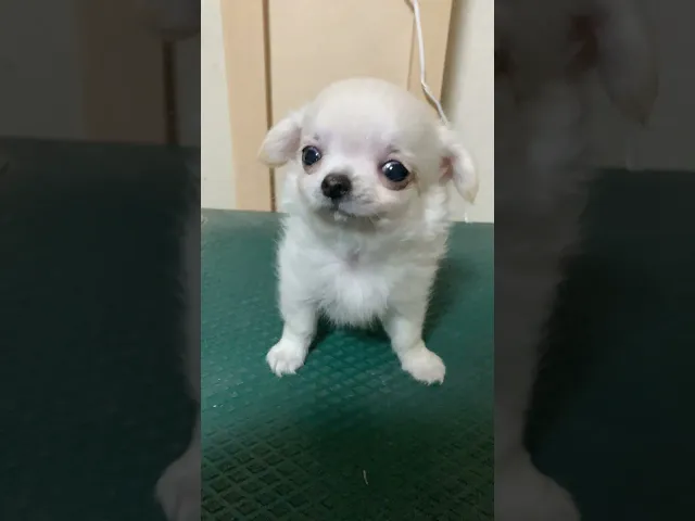 動画