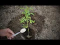 Download Lagu Never plant tomatoes without this. For large fruits and more tomatoes, follow this