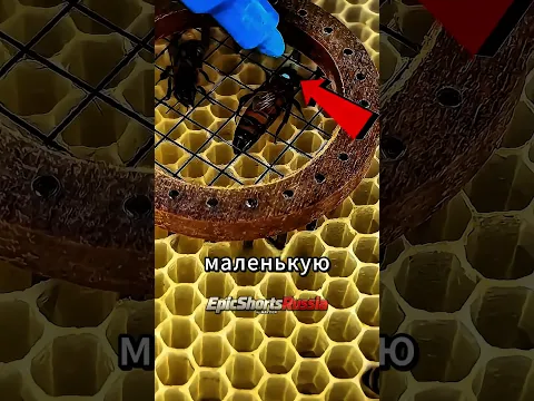 Зачем Метят Пчелу 👀