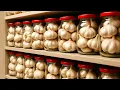 Download Lagu Don't Let Garlic Go Bad – Keep It For Up To 12 Months Like This!|Clever Tricks