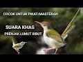 Suara burung prenjak lumut ribut / suara pikat prenjak lumut ramai.