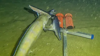 Tusk and Ling at 110 metres in the North Sea