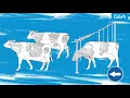 Download Lagu GEA Dairy Farming - GEA One Way Finger Gate