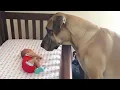 Lagu Dog Can’t Control His Emotions Seeing His Baby Sister for the First Time ❤️