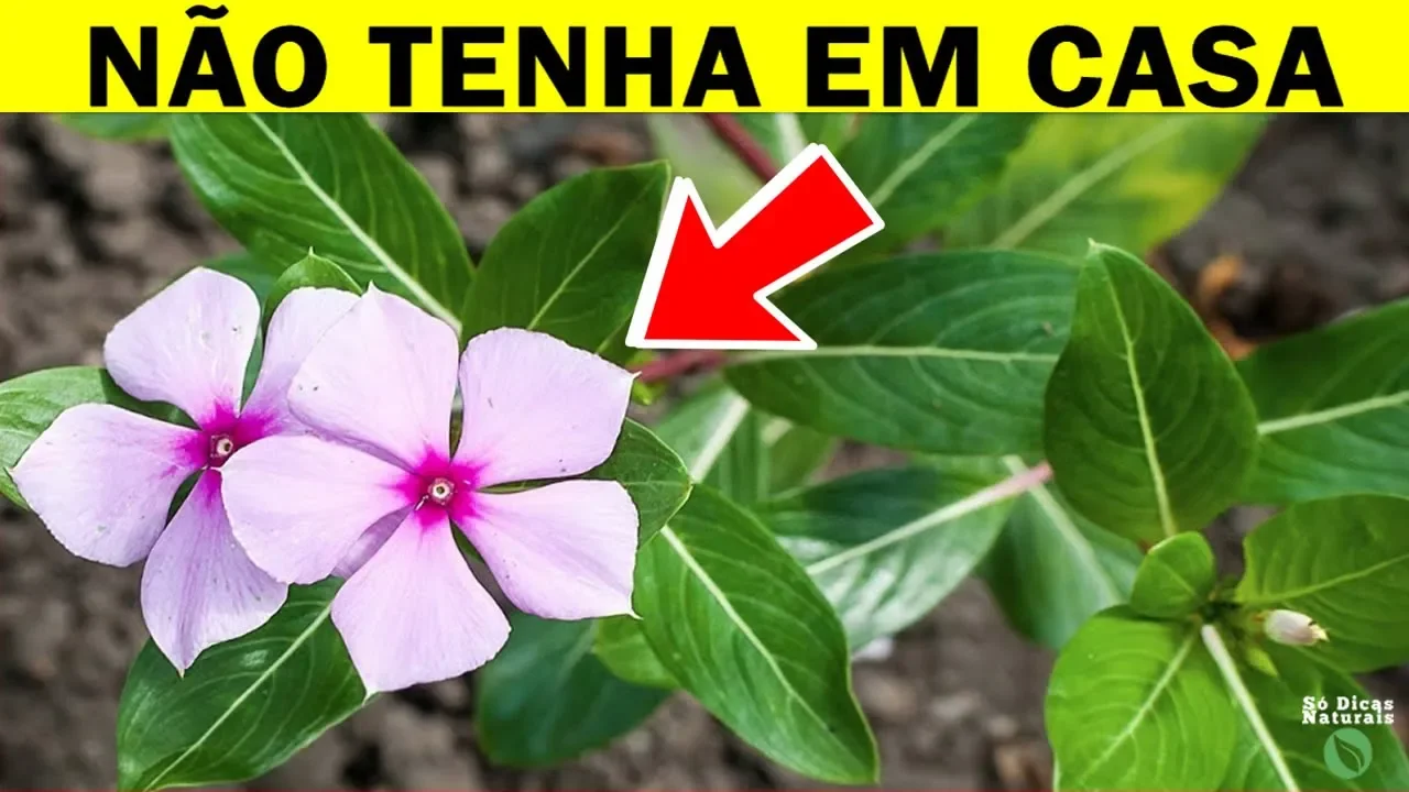 Aprenda 3 Receitas usando gengibre: geleia, pasta e molho!