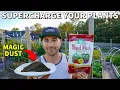 This MAGIC BLACK DUST Will Make Your Veggies Grow Like Weeds