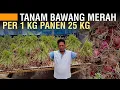 Download Lagu CARA MENANAM BAWANG MERAH TAJUK ANTI MAINSTREAM