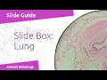 Virtual Slide Respiratory System - Lungs