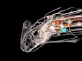 OpenWorm An open-source C elegans nematode simulation