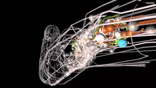 OpenWorm An open-source C elegans nematode simulation