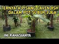 Download Lagu 🔴 RAHASIA MEMBESARKAN PISANG CAVENDISH ‼️DALAM POT