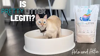 PrettyLitter Review What Every Cat Owner Needs To Know