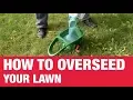 How To Overseed Your Lawn - Ace Hardware