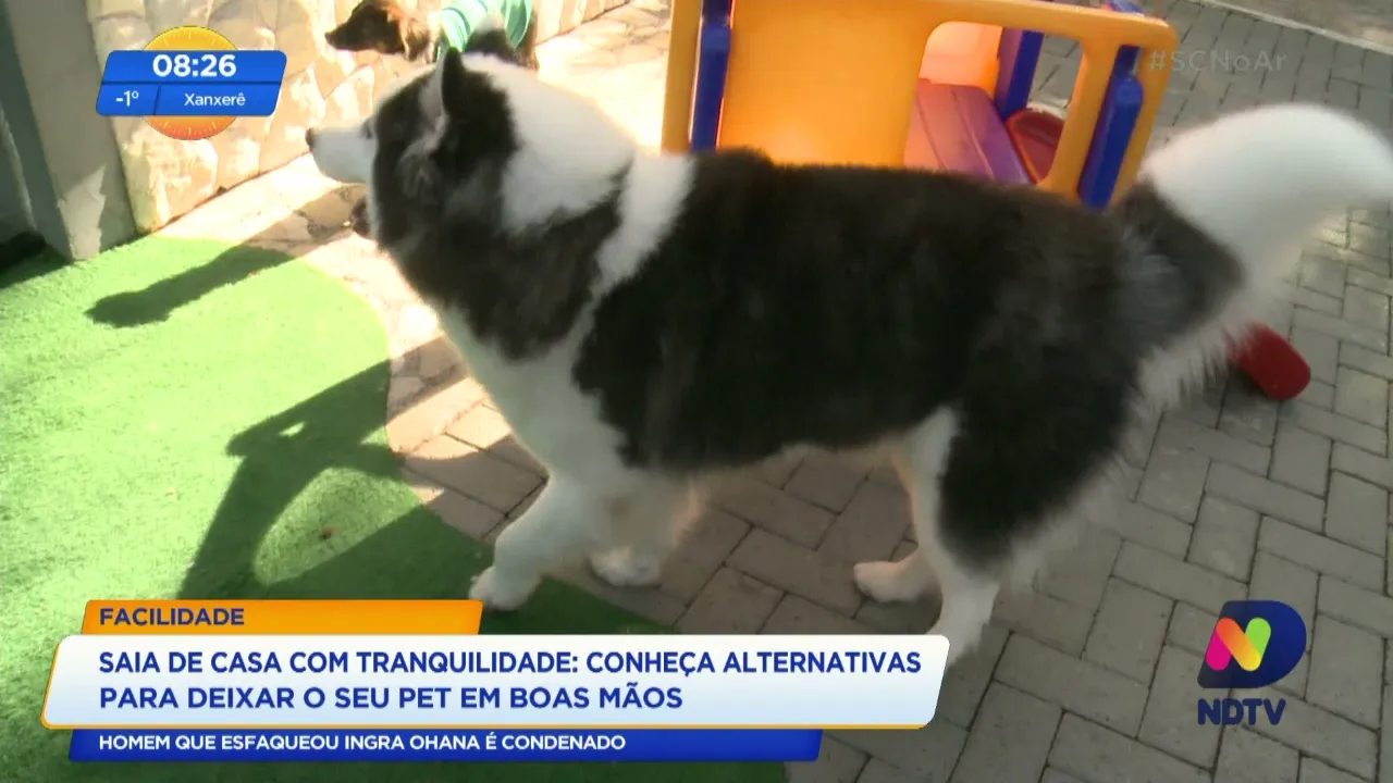 Saia de casa com tranquilidade: conheça alternativas para deixar o seu pet em boas mãos