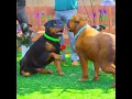 Download Lagu GTA V WHEN FRANKLIN DOG CHOP MARRIAGE HULK DOG #shorts | Maheshwar Gamerz