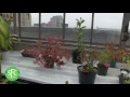 St Francis College Goes Green