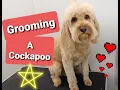 Grooming a Cockapoo