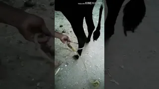 طريقه ربط العجل وتقييده بالطريقه الصحيحه دندنها