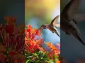 Download Lagu Amazing Kolibri #birds #animals #fyp #viral #nature