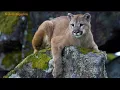 mountain lion sound