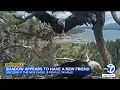 Big Bear bald eagle Shadow seen back at his nest with a new friend