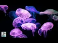 Download Lagu Calming Jellyfish Aquarium ~ Relaxing Music for Sleep \u0026 Stress Relief