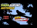 Download Lagu MENYERAMKAN Bukan Burung Hantu!! Suara Burung Malam Hari Inilah yang Bikin Merinding