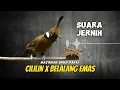 Download Lagu Masteran Cililin Gacor Sambung Belalang Emas Jernih