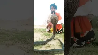 Snake Dance Blacksnake Blackcobrasnake Snakedance 