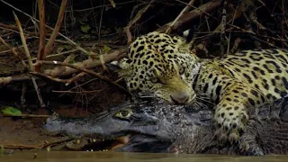 jaguars vs crocodiles fight jaguar crocodile hunting naturedocumentary nature documentary