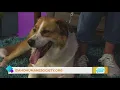 Idaho Today Pet Talk with Idaho Humane Society