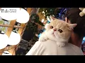 【Pido cat】Wow! Has the cat traveled through to Japan?Cyberpunk丨Short Legs Garfield EP.10