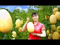 Download Lagu Harvesting Milk Melon - Selling Clean Vegetables – Daily Life at Countryside Market