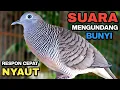 Download Lagu Perkutut Lokal Gacor Suara Besar Pancingan Burung Perkutut Agar Bunyi.