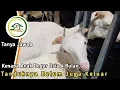 Download Lagu KENAPA ANAK DOGAR 4 BULAN BELUM KELUAR TANDUK