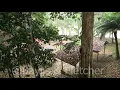 Download Lagu Sungai Kejar campsite, Royal Belum State Park, Malaysia. 20210331_172959.uhd