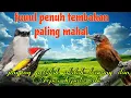 Download Lagu Tembakan mahal paling efektif 🔥🔥 jingjing petulak platuk bawang dan Tepus kepala abu