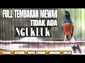 Download Lagu MURAI BATU GACOR ISIAN LOVEBIRD KENARI KAPAS TEMBAK DAN JANGKRIK