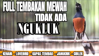 murai batu gacor isian lovebird kenari kapas tembak dan jangkrik