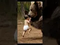Download Lagu The baby fight with bearr🤣 #baby #babyboy #babyshorts #bear #bear #animals #shorts