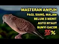 Download Lagu Perkutut Lokal Gacor Suara Paling Ampuh Untuk Pancingan Burung Perkutut Agar Bunyi !!