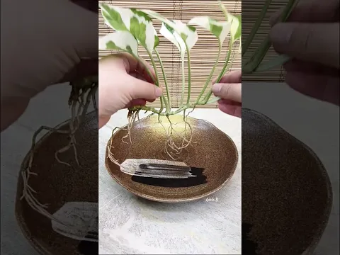 Njoy Pothos Easy Way, Nature Inspired Arrangement Decor Idea🌿 #watergarden #ideas #njoypothos